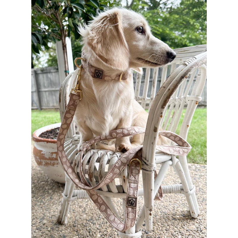 Dachshund wearing the Fleur Jacquard Fabric collar and leash by Hendricks and Maple.
