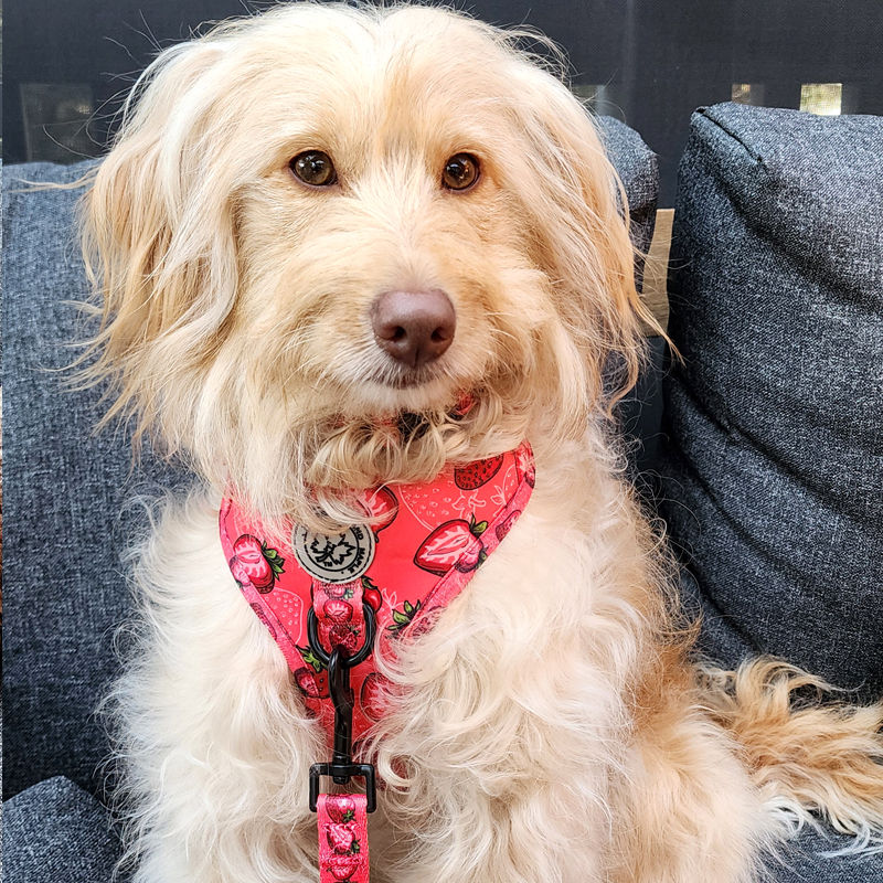 Thumbnail: Berry sweet dog harness by Hendricks and  Maple