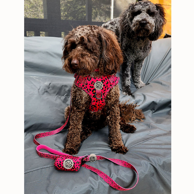 Dog wearing never change my spots hot pink leopard range by Hendricks and Maple