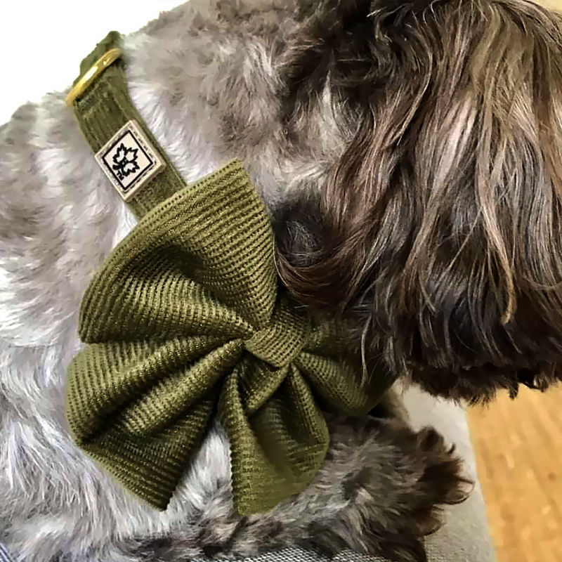 Thumbnail: Dog wearing olive green corduroy dog collar and bow by Hendricks and Maple