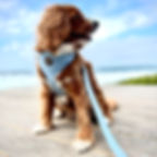 Dog wearing denim harness range in colour Vintage Wash by Hendricks and Maple on a boardwalk at the beach.