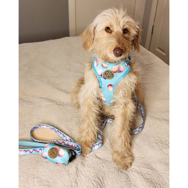 Thumbnail: Dog wearing macaron dog range by Hendricks and Maple