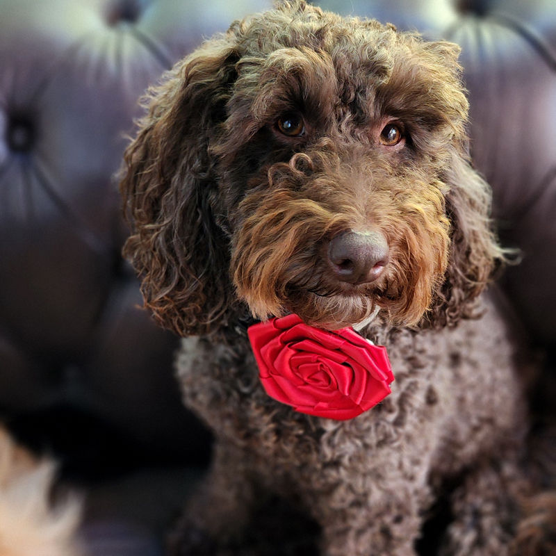 Thumbnail: Red rose dog collar flower on chocolate labradoodle by Hendricks and Maple