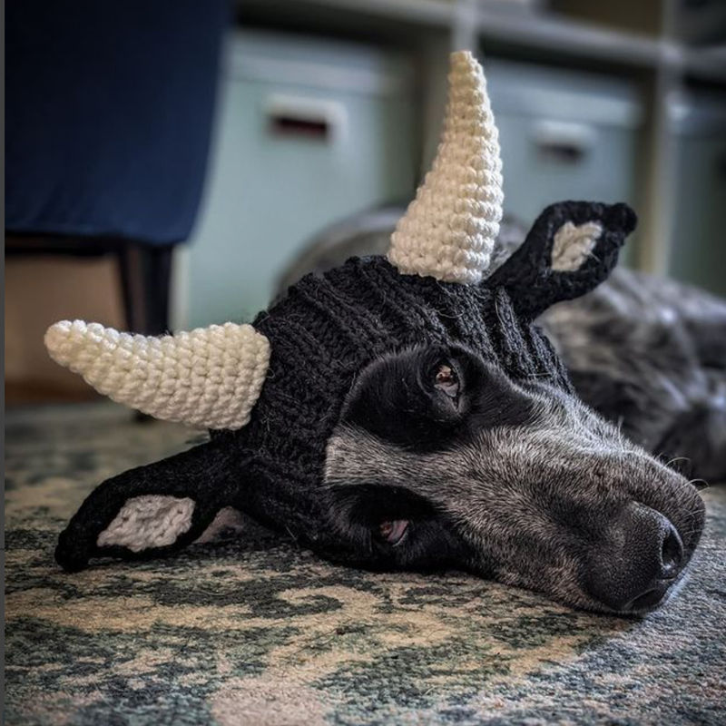 Thumbnail: Great Dane in cow knitted novelty dog snood by Hendricks and Maple