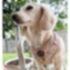 Dachshund wearing the Fleur Jacquard Fabric Harness Range by Hendricks and Maple.