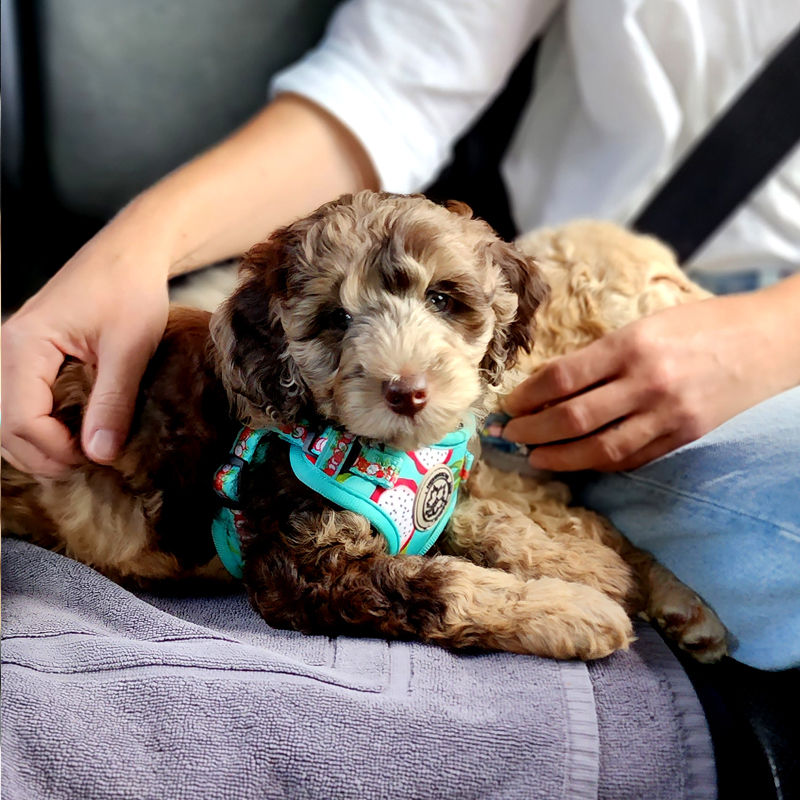 Puppy in car in dragon fruit harness by Hendricks and Maple