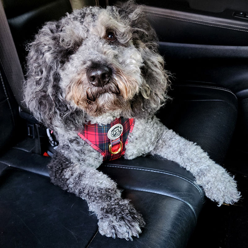 Thumbnail: Dog in wee bit tartan dog harness by Hendricks and Maple