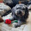 Thumbnail: Hendricks loving his red rose dog rope toy by Hendricks and Maple