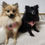 Thumbnail: Two dogs wearing pink donut harnesses by Hendricks and Maple