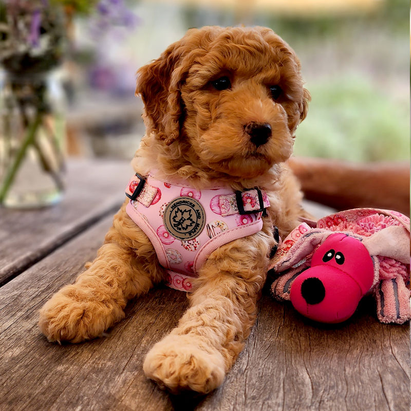 Labradoodle puppy wearing Donut Eat My Donuts Pink Donut Adjustable Step-In Style Dog Harness by Hendricks and Maple, pink donut print harness, available at hendricksandmaple.com