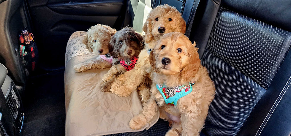 How to Secure Multiple Dogs in Your Car When You Run Out of Seatbelts