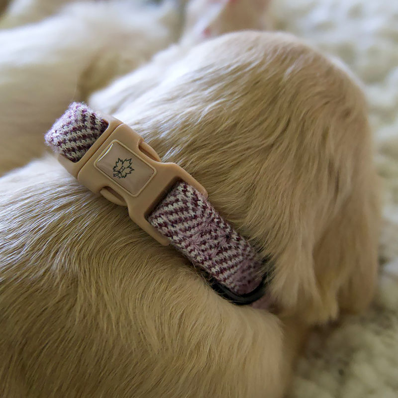 Thumbnail: Close up of mulberry tweed dog collar by Hendricks and Maple