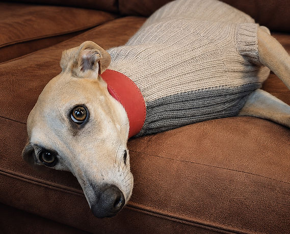 Whippet wearing the red leather cuff collar and whippet sweater in hazelnut latte by Hendricks and Maple.