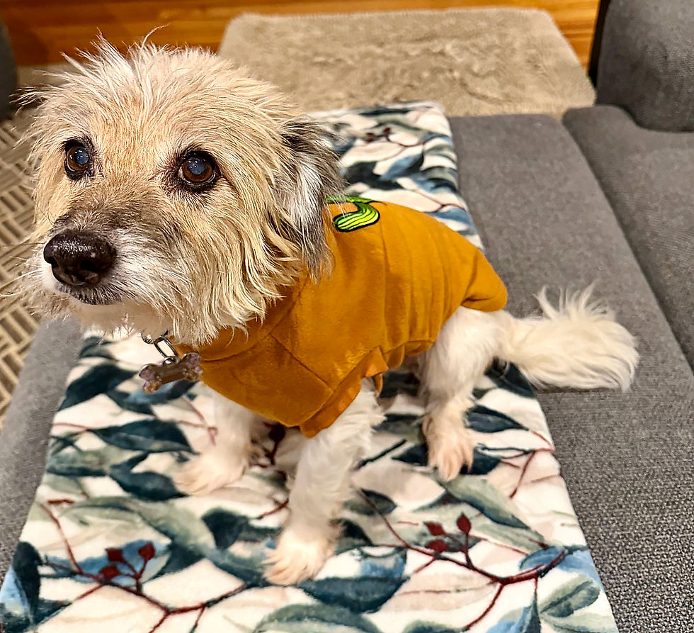 Bonnie an 18yr old rescue dog who is wearing a luxury polar fleece snug by Hendricks and Maple and able to keep warm and cosy.