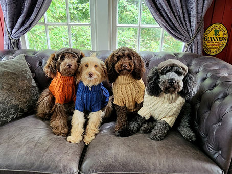 Dog Coats Winter Guide — How to Keep Your Dog Warm | Hendricks & Maple