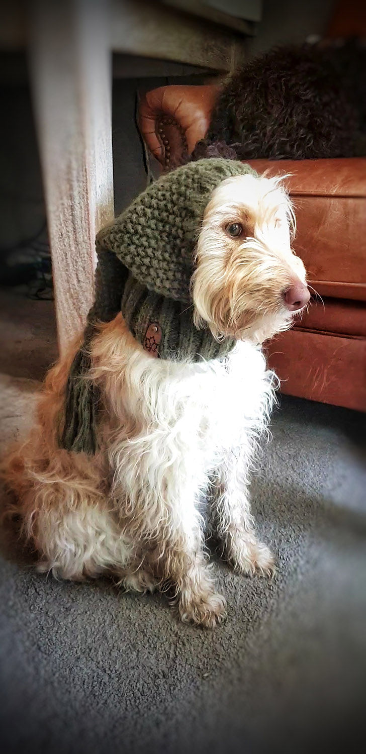 Thumbnail: Dog wearing knitted dog snood in olive green side Hendricks and Maple