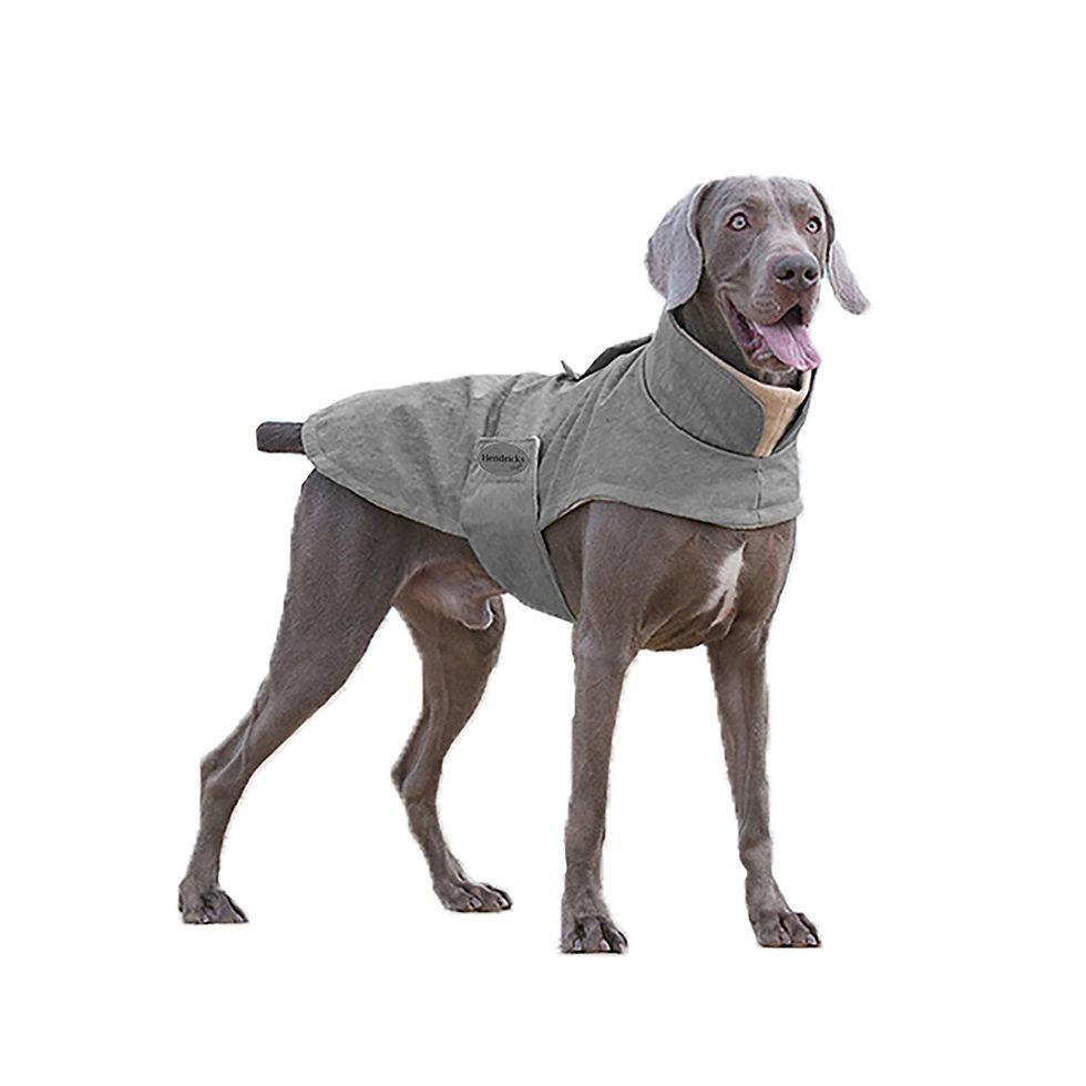 Dog at beach wearing waterproof wrapper style dog jacket Hendricks and Maple
