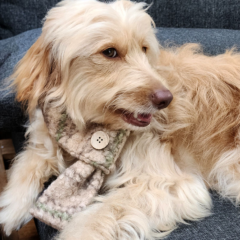 Thumbnail: Close up of beige dog scarf on dog by Hendricks and Maple