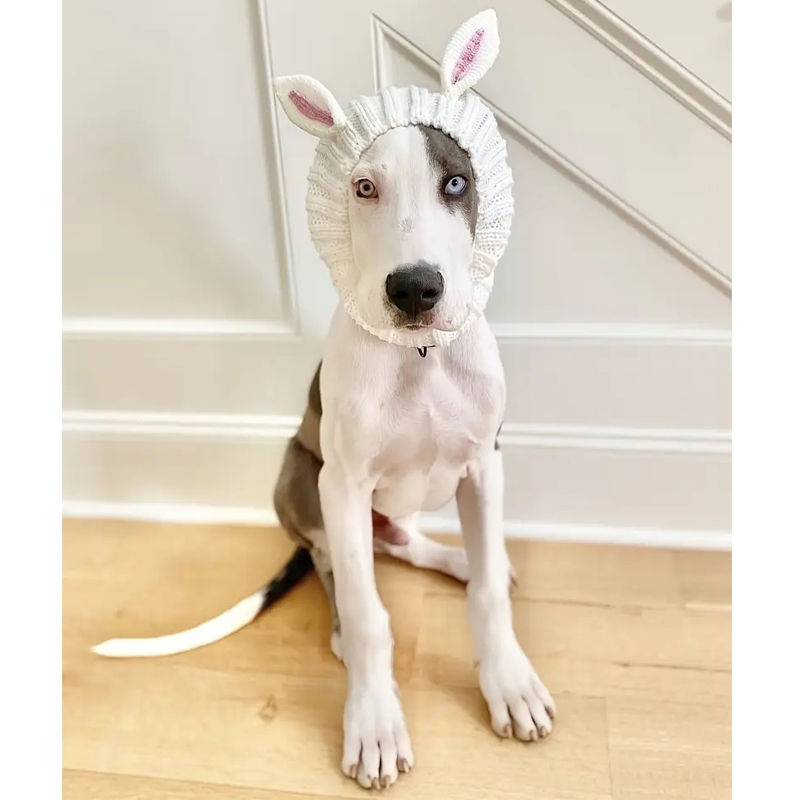 Thumbnail: Great Dane wearing rabbit knitted dog snood by Hendricks and Maple