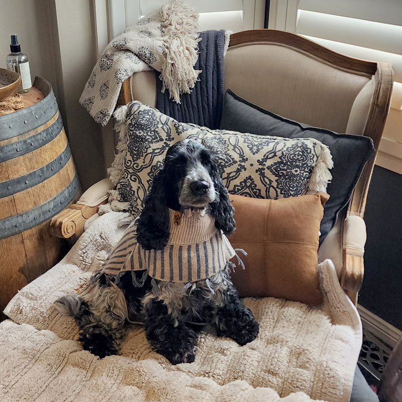 Roan Cocker Spaniel named Syrah wearing the wool blend poncho by Hendricks and Maple.