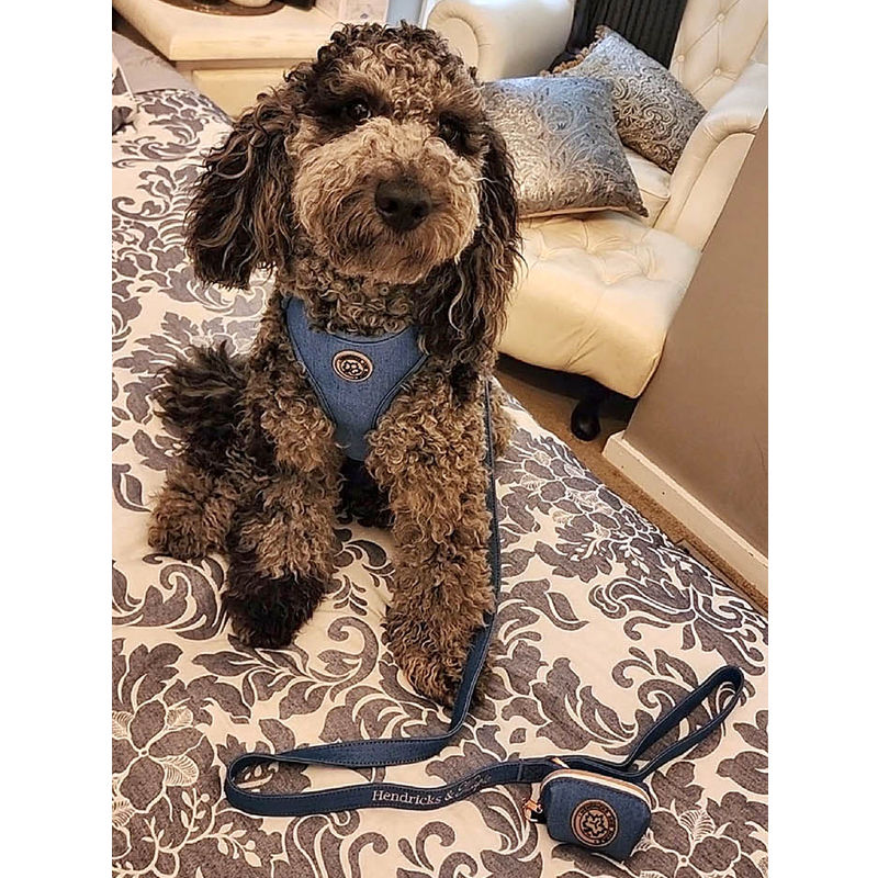 Dog wearing dark denim adjustable harness set by Hendricks and Maple