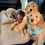 Thumbnail: Four pups in car restraints using leash extenders by Hendricks and Maple