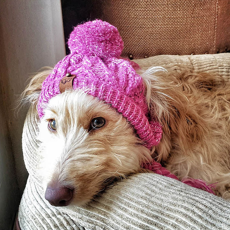 Labradoodle resting with the hot pink merle knitted beanie.