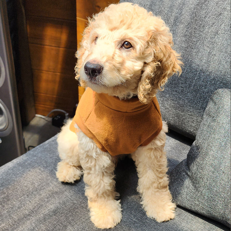 Labradoodle puppy in mustard cactus fleece front by Hendricks and Maple