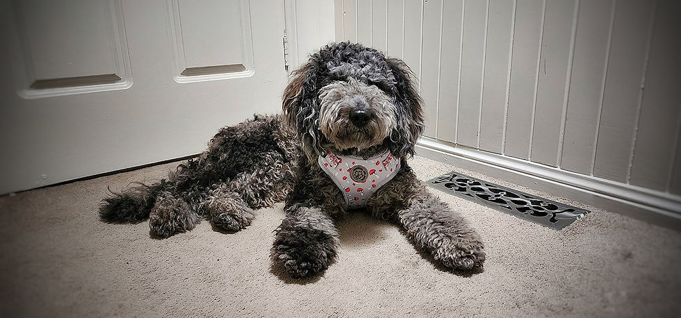 Thumbnail: Dog wearing mushroom dog harness by Hendricks and Maple