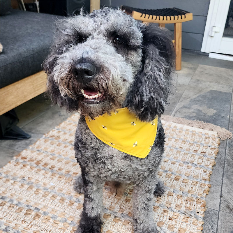 Hendricks wearing the honey bee bandana by Hendricks and Maple