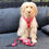 Thumbnail: Maple in berry sweet strawberry dog harness set by Hendricks and Maple
