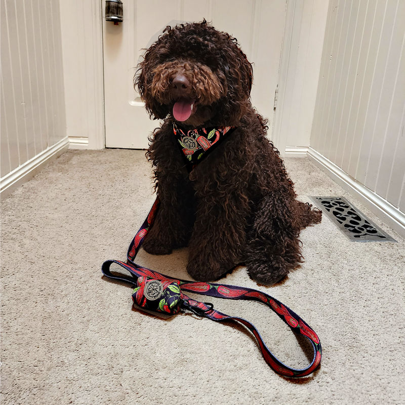 Dog wearing chilli adjustable dog harness by Hendricks and Maple