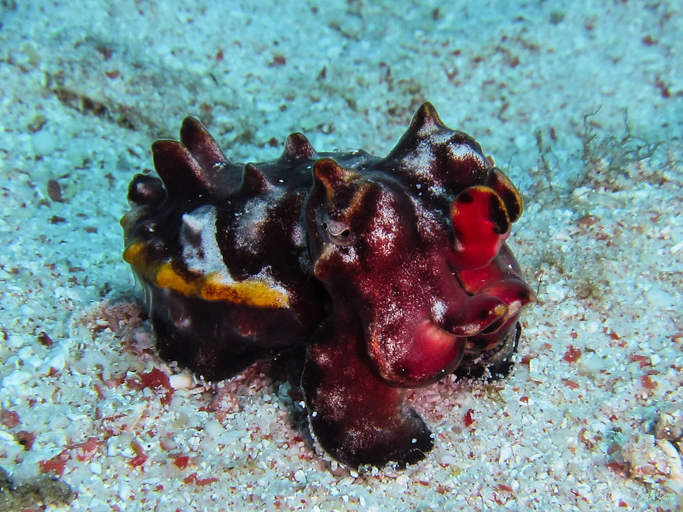 Flamboyant cuttlefish