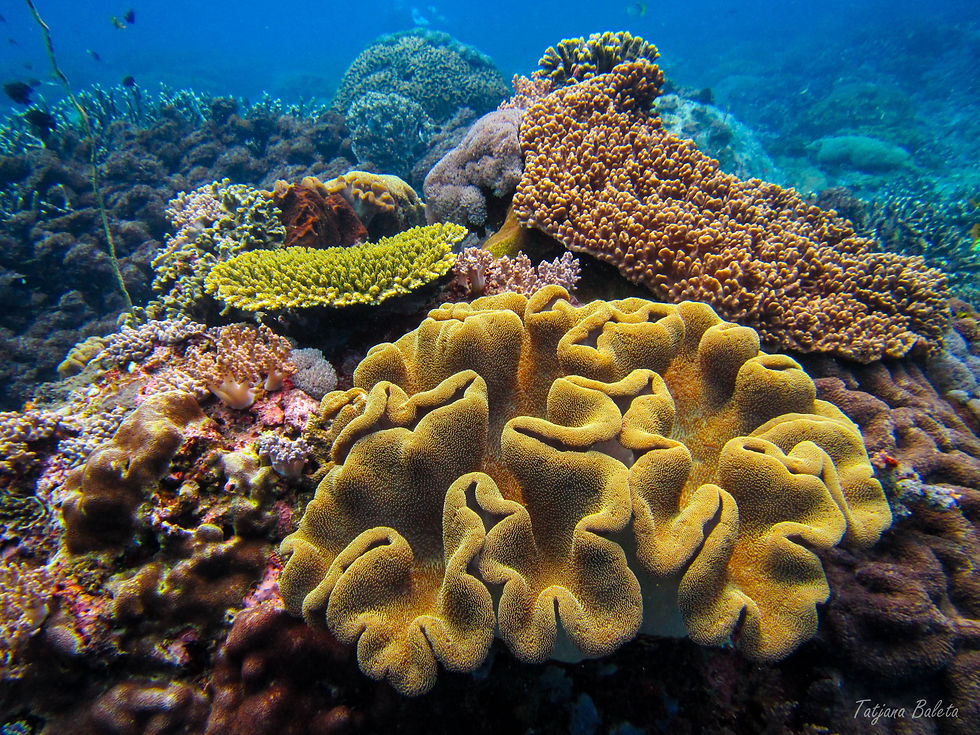 Leather coral and friends