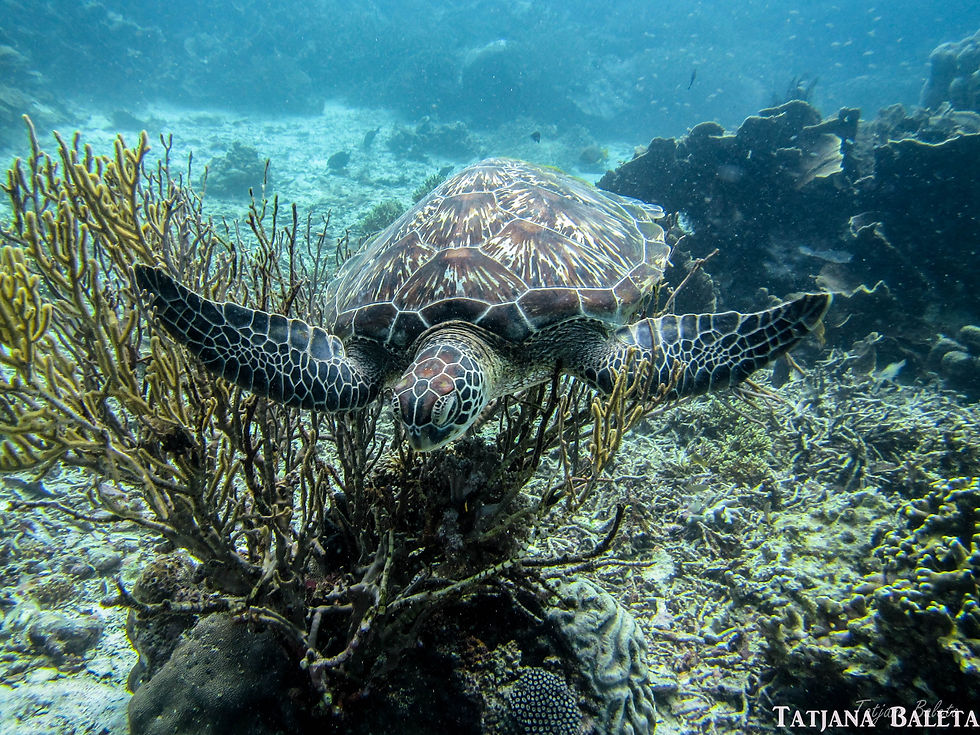 Green Turtle