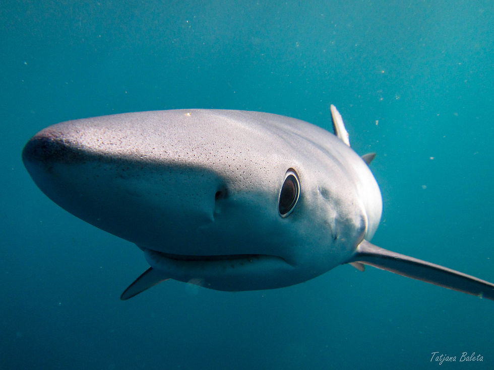 Blue Shark