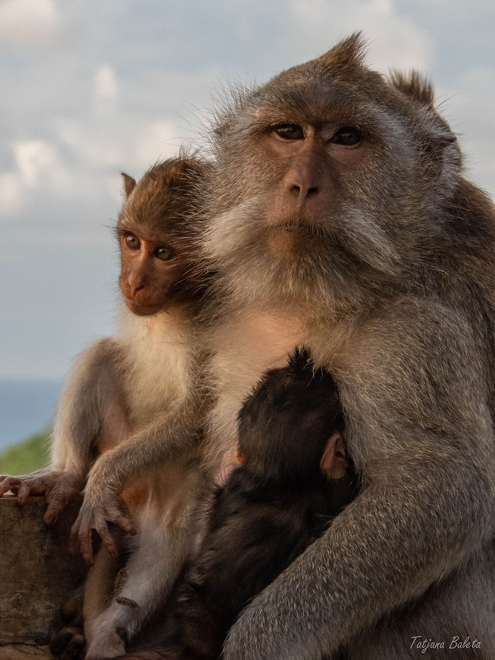 Temple macaques