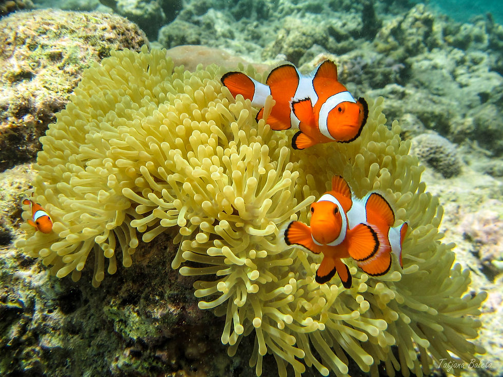 Anenome Fish