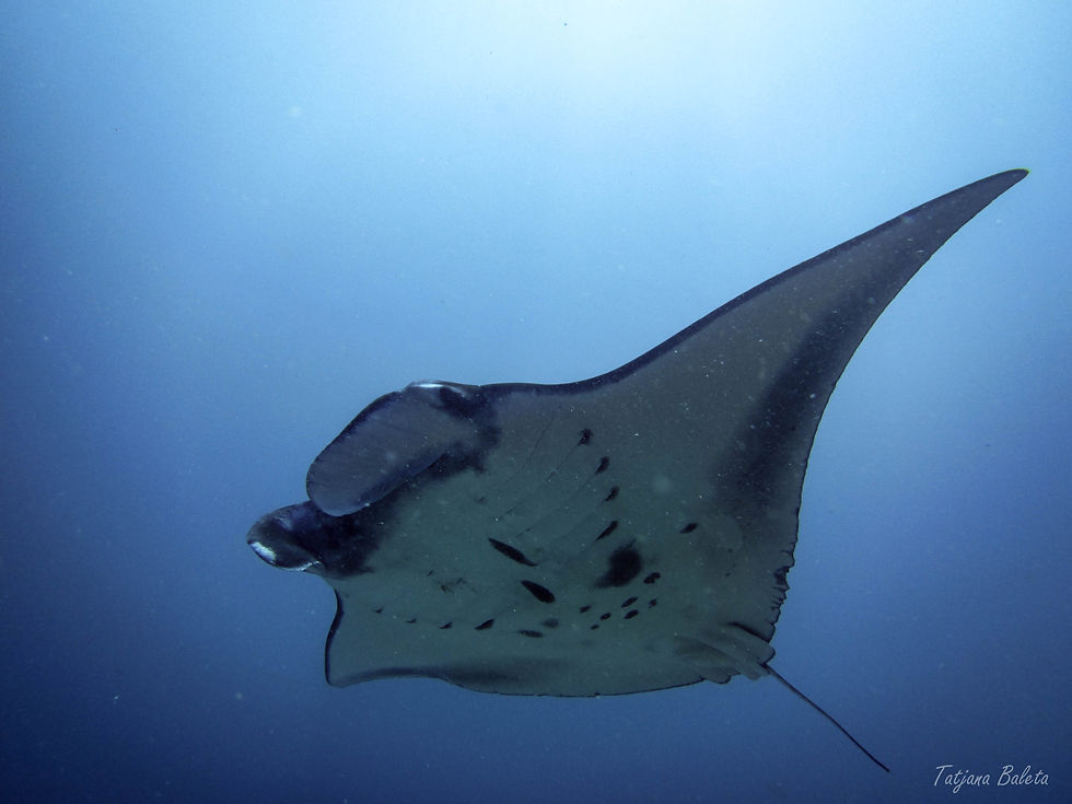 Manta ray