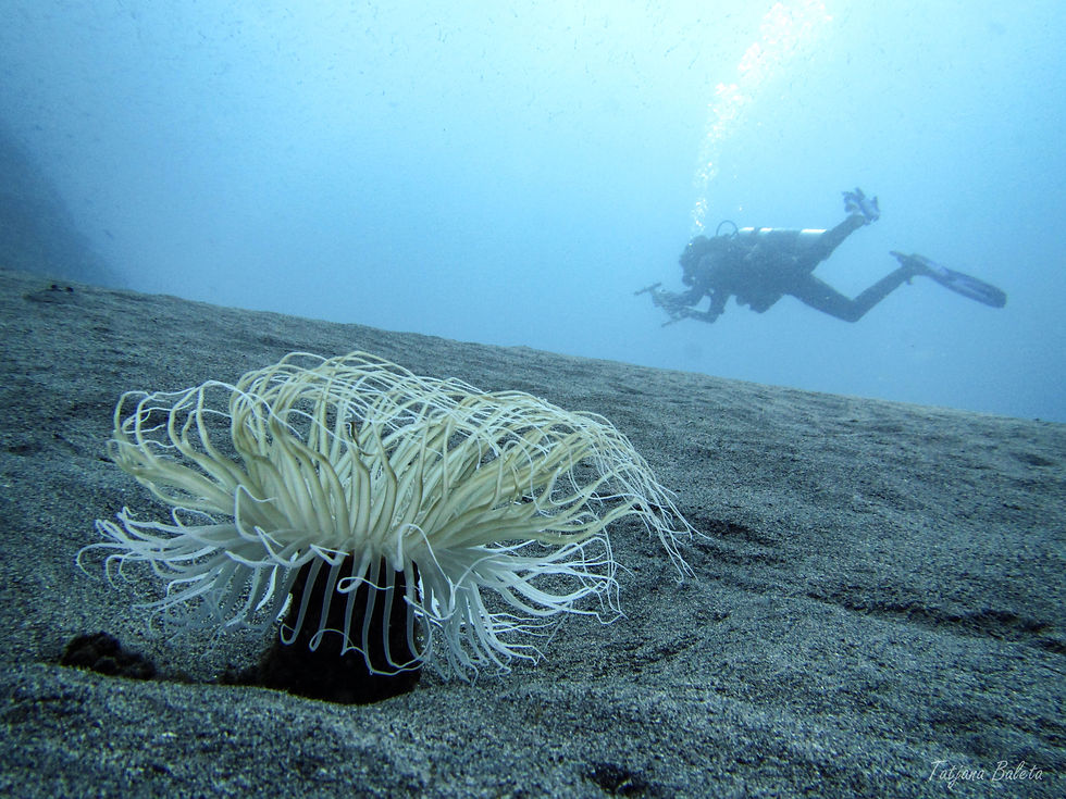 Anenome and diver