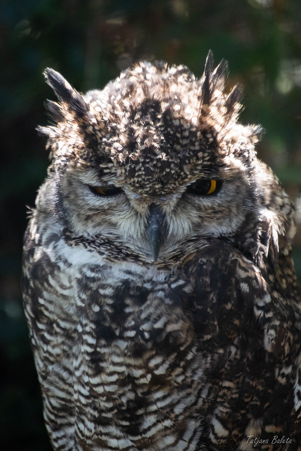 Owl