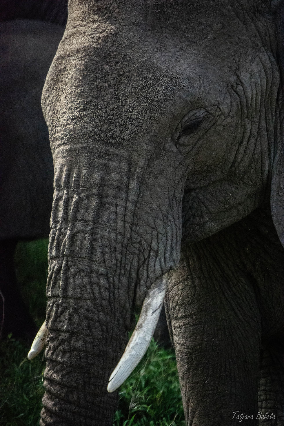 Elephant