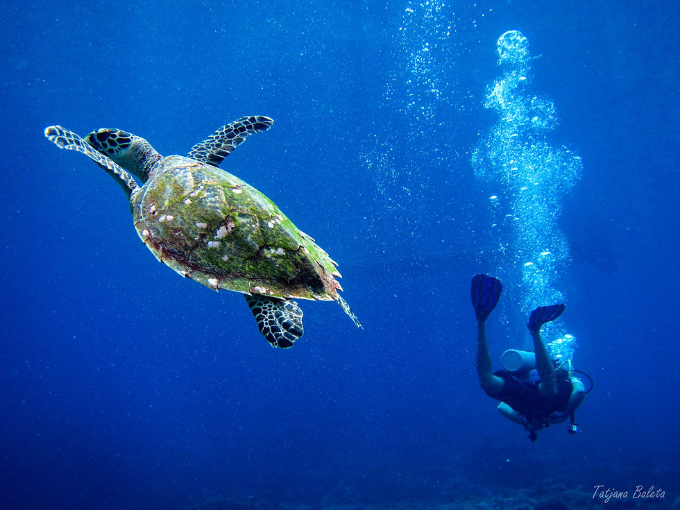 Hawksbill Turtle and Diver
