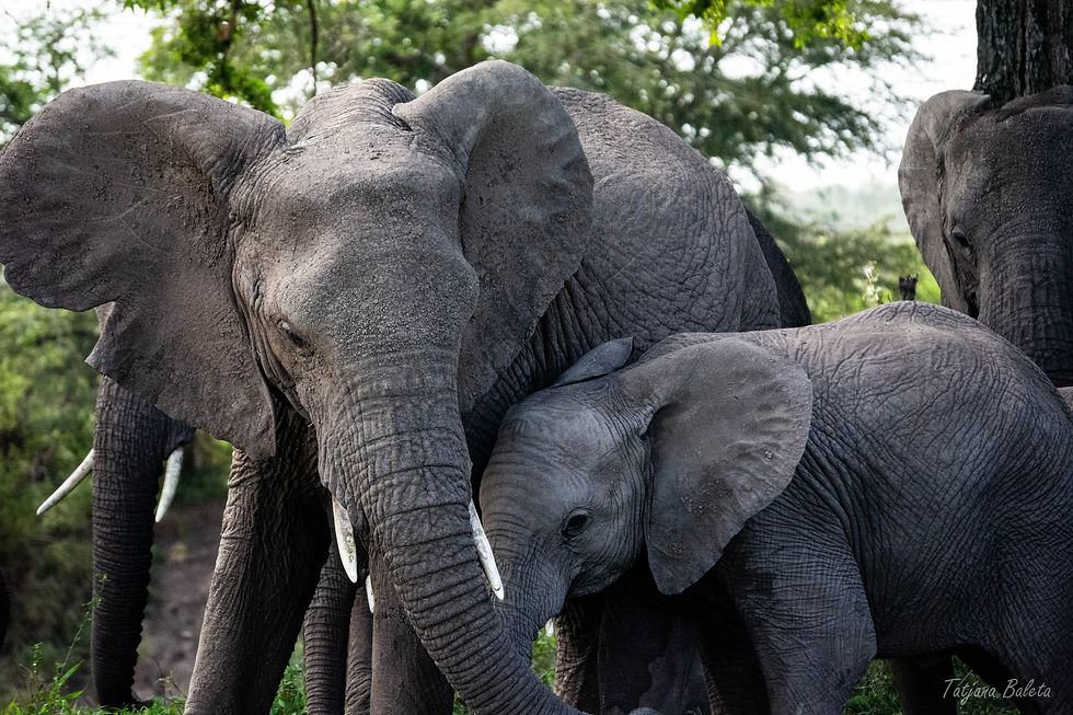 Elephants