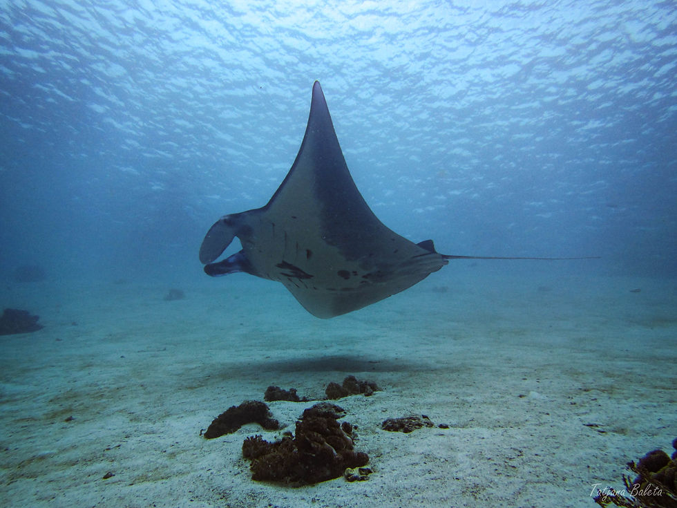 Manta ray