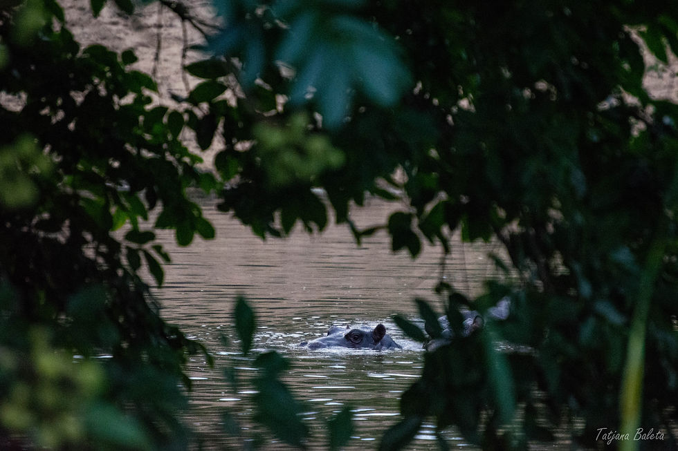 Hippo