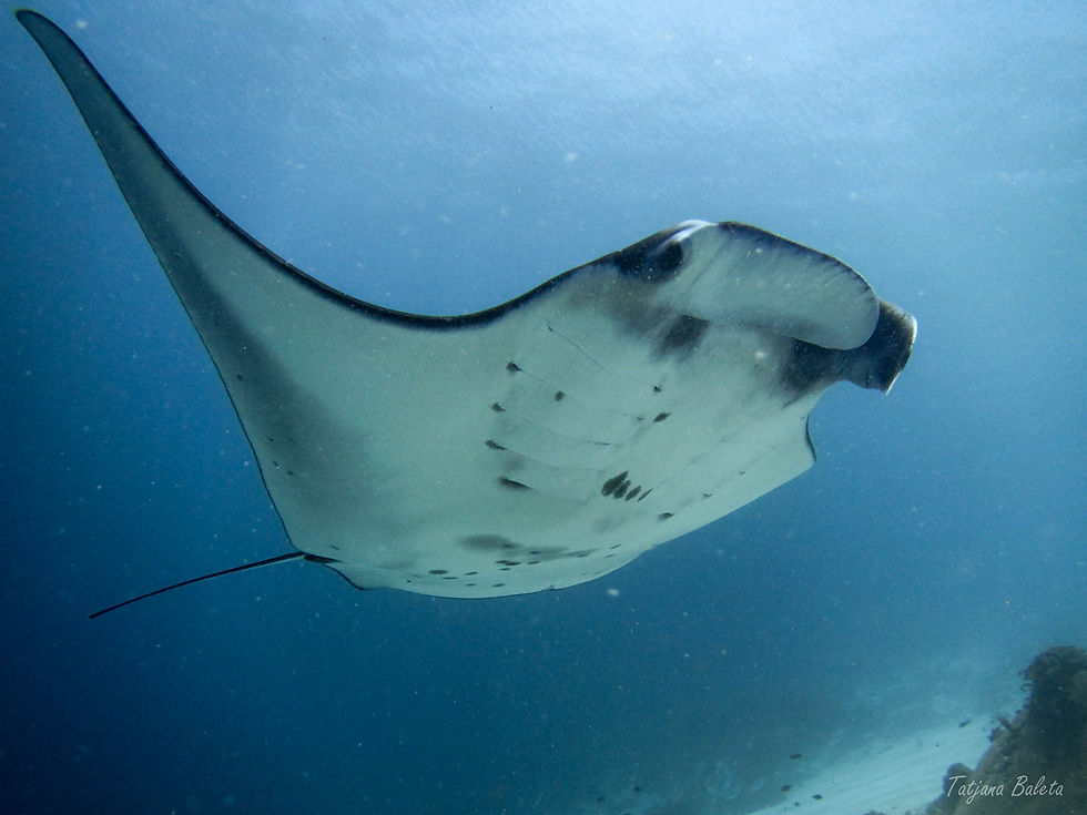 Manta ray