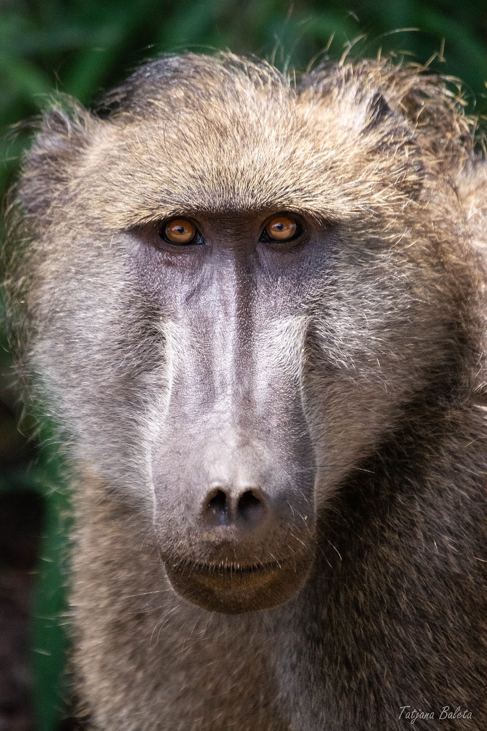 Baboon