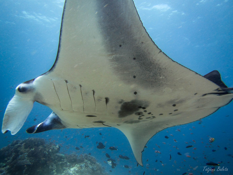 Manta ray