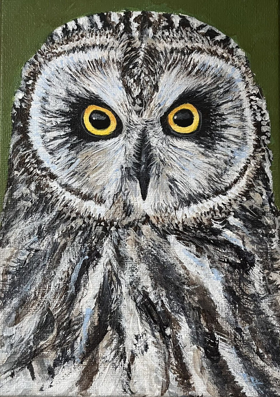 Short-eared Owl